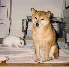 picture of dog