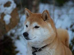 picture of dog