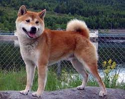 picture of dog
