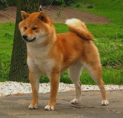 picture of dog