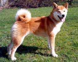 picture of dog