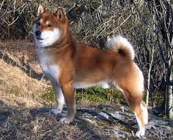 picture of dog