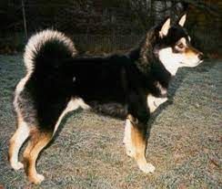 picture of dog