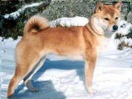 picture of dog