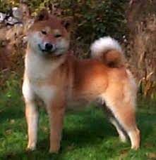 picture of dog
