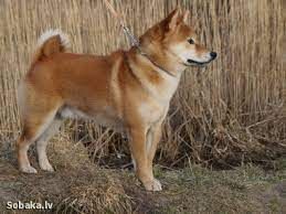 picture of dog