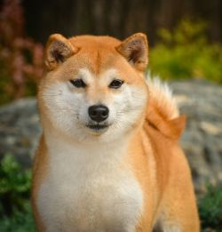 picture of dog