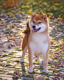 picture of dog