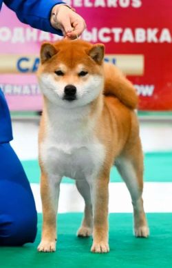 picture of dog
