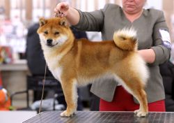 picture of dog