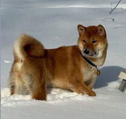 picture of dog