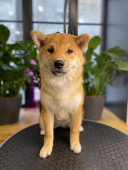 picture of dog
