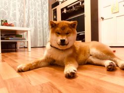 picture of dog