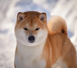 picture of dog