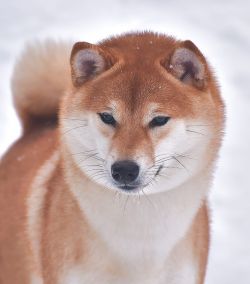 picture of dog