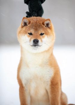 picture of dog