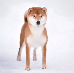 picture of dog