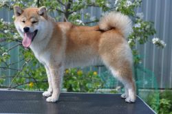 picture of dog