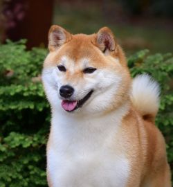 picture of dog