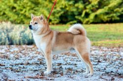 picture of dog