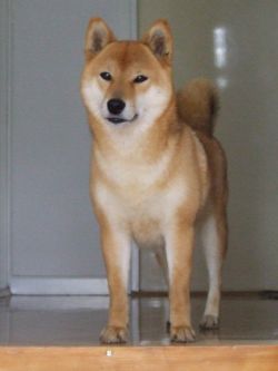 picture of dog