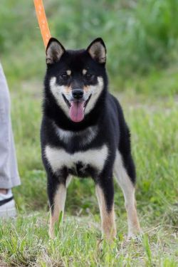 picture of dog
