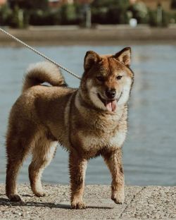 picture of dog