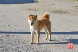 picture of dog