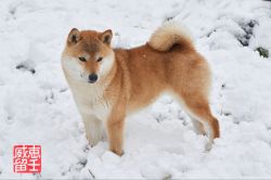 picture of dog