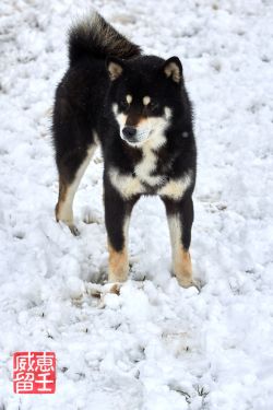 picture of dog
