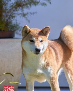 picture of dog