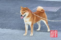 picture of dog