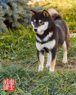 picture of dog