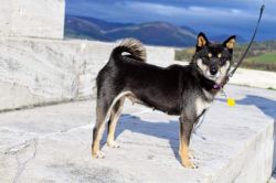 picture of dog