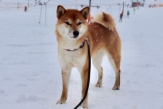 picture of dog