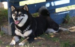 picture of dog
