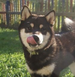 picture of dog