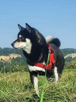 picture of dog