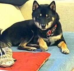 picture of dog