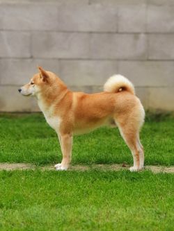 picture of dog