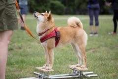 picture of dog