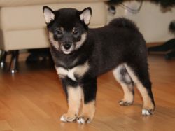 picture of dog