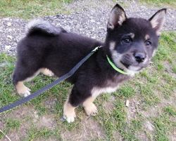 picture of dog