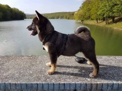 picture of dog