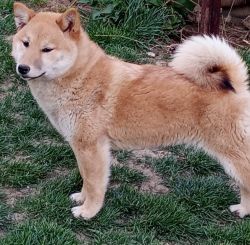picture of dog
