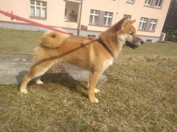 picture of dog