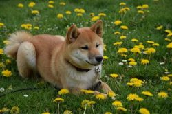 picture of dog