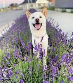 picture of dog