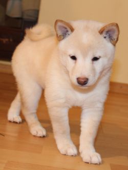 picture of dog
