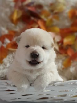 picture of dog